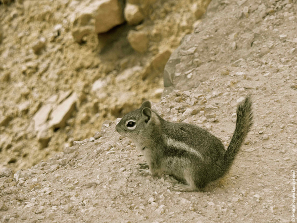 a bryce canyon's squirrel